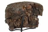 Fossil Hadrosaur Vertebra Centrum w/ Metal Stand - South Dakota #339926-2